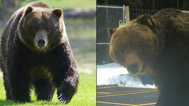 World's toughest bear 'The Boss' survived being hit by train and fathered 70% of cubs in his region