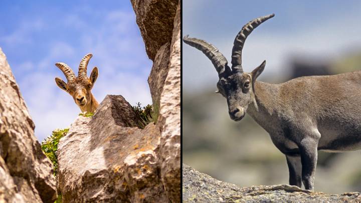 Wild goat pushes tourist off a cliff before attacking her friend and knocking her unconscious