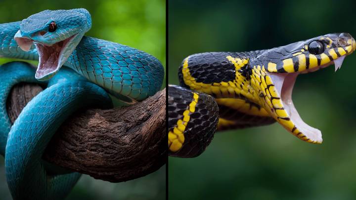 Snake Attacking Posturing Rattlesnake Attacking