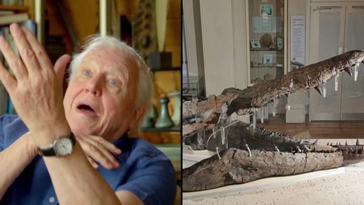 Sir David Attenborough makes unbelievable discovery while filming new BBC show