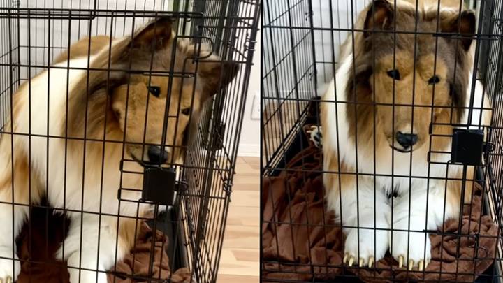 Man who spent £12,480 to become a dog has now bought a giant cage for himself to sleep in