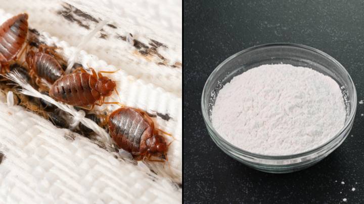 Household item that cleaning experts believe can kill bed bugs amid UK infestation