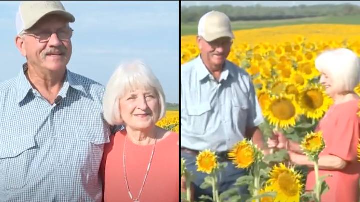 Farmer surprises his wife by planting more than a million sunflowers for their 50th wedding anniversary
