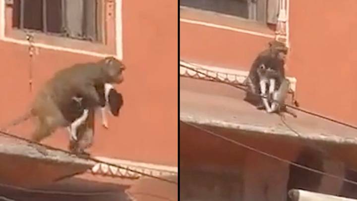 Monkey kidnaps puppy and takes it on a wild ride through the streets