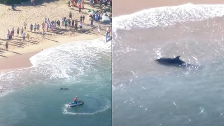 Hundreds of horrified swimmers flee from sea as pack of sharks chase down and maul dolphin
