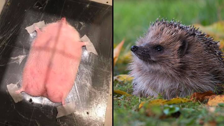People are blown away at how vets X-ray hedgehogs