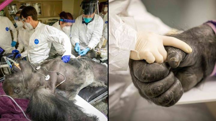 Gorilla clutches nurse's hand as he undergoes health check