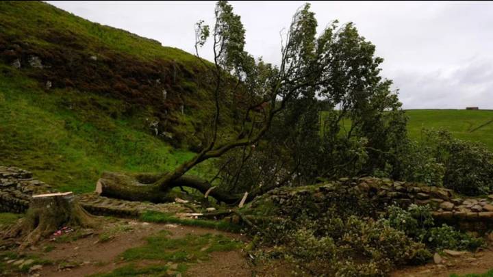 Outrage as world famous Sycamore Gap tree thought to have been 'deliberately felled'