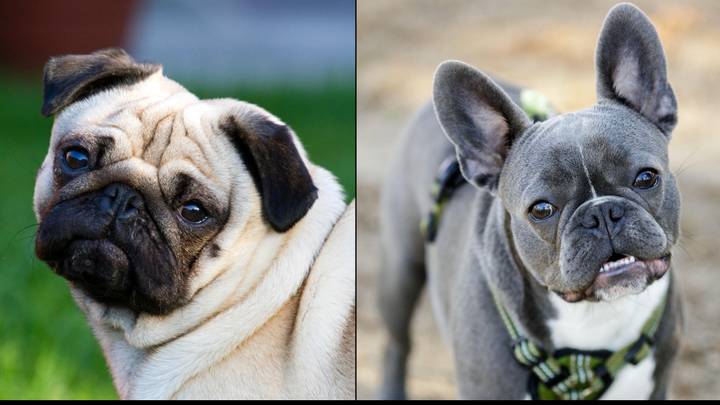 Pugs And French Bulldogs Could Be Banned In UK With Calls For New Crackdown