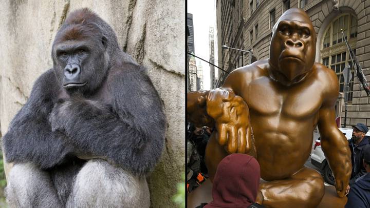 Harambe Rasta Tributes flood in for Harambe on the seventh anniversary of his death