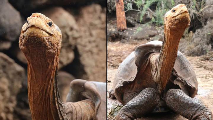 Sex-mad tortoise saved his species from extinction after fathering 800 kids