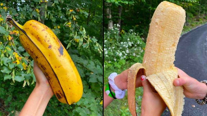 Seriously massive banana is breaking the internet