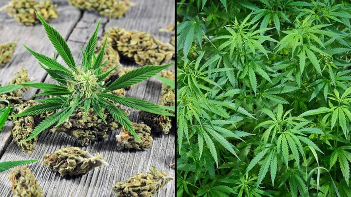Legalising Cannabis Just Took A Step Closer To Reality In South Australia