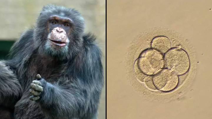'Humanzee' was grown in a lab before scientists euthanised it