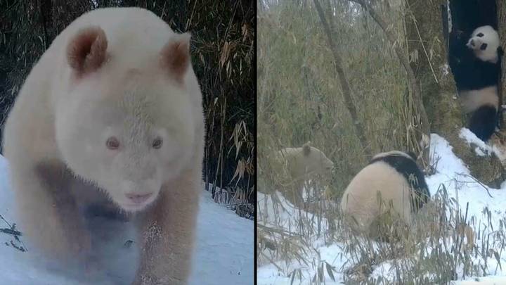 The world's only all-white panda has been spotted on camera trying to interact with others