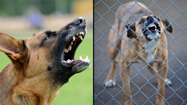 Dog owners could be sent to jail in Queensland if their pet mauls or kills someone