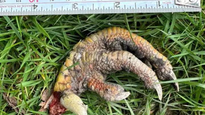 'Dinosaur claw' found in front garden sparks fears of velociraptors running around the UK