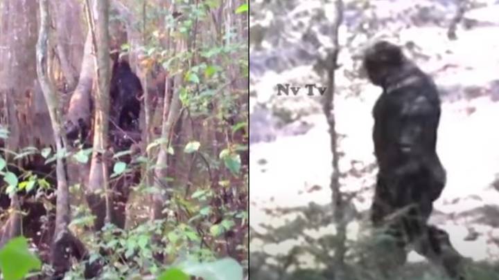 Bigfoot sightings have now been explained in groundbreaking new study
