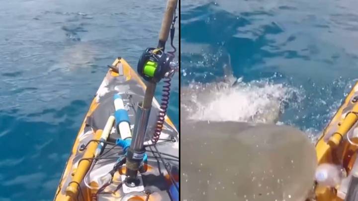 Man narrowly misses being eaten by Tiger shark after it launches at kayak