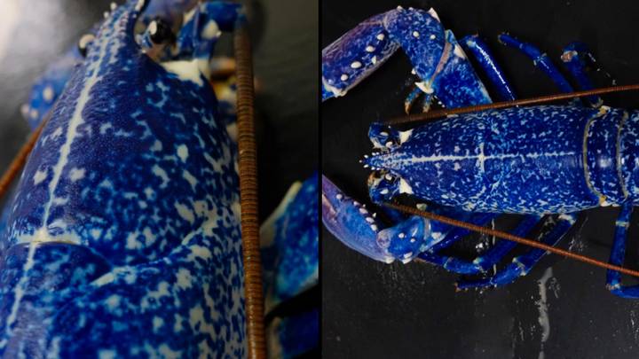 Ultra rare blue lobster gets spared from the dinner plate after fishmongers found it a forever home