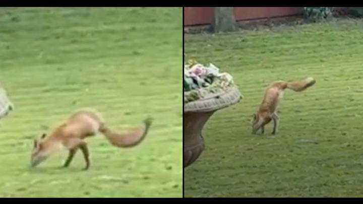 Family stunned after spotting two-legged fox walking around garden 'like a human'