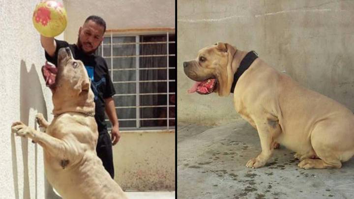 Half of UK's XL Bully dogs descend from inbred pet named 'Killer Kimbo'