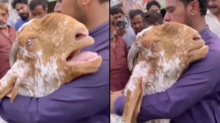 Goat Bought To Be Sold Hugs Owner And Cries Like Human