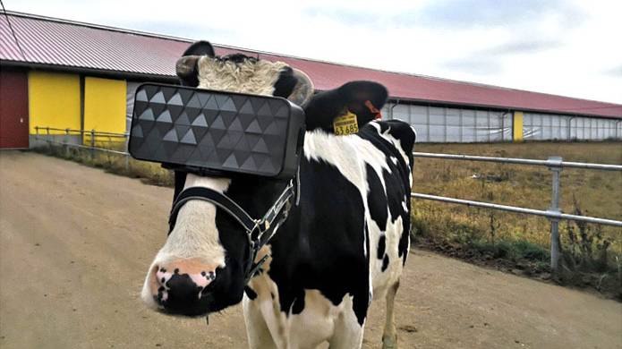 ​Russian Cows Are Being Given VR Headsets To Reduce Stress