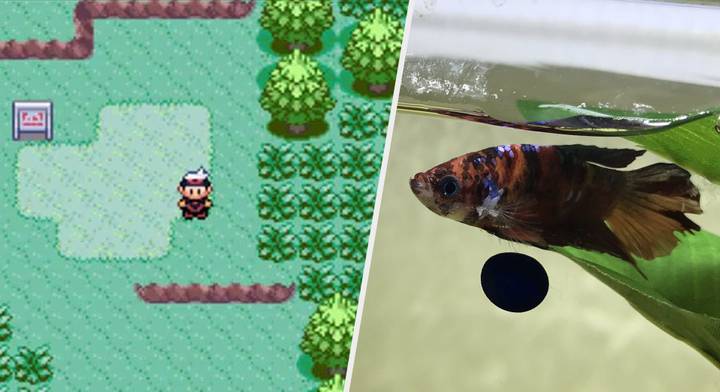 After 3,000 Hours, A Pet Fish Has Completed ‘Pokémon Ruby’