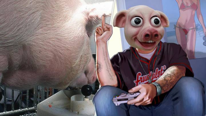 Scientists Discover Pigs Enjoy Playing Video Games With Their Friends 