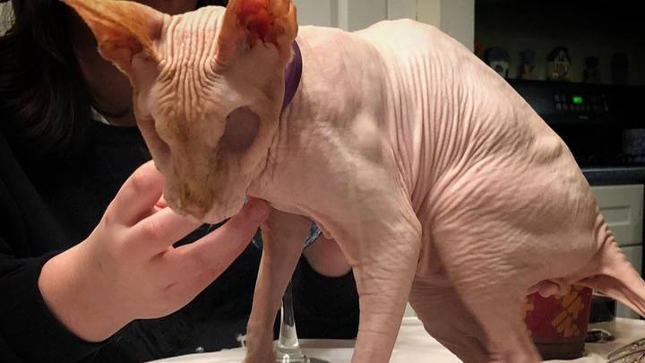 ​Hairless Cat With No Eyes Becomes Internet Sensation