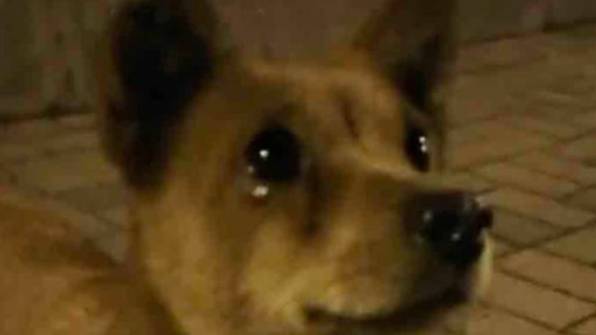 Stray Dog 'Cries With Joy' As Stranger Feeds It 