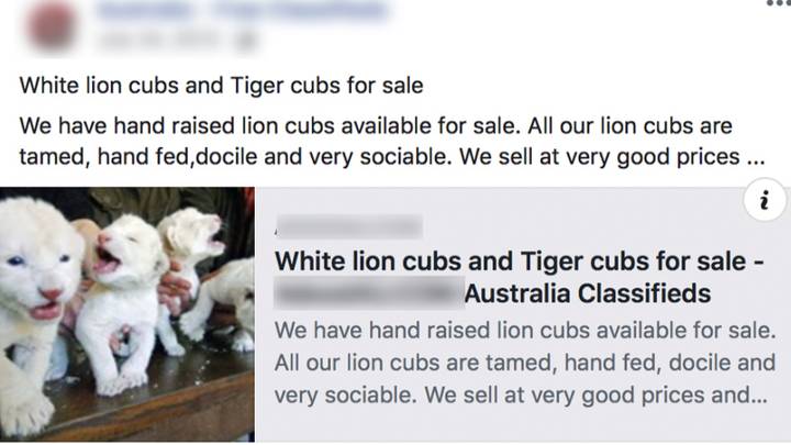 Backlash Over Advertisements Selling White Tiger And Lion Cubs To Australians