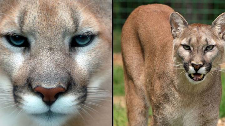 Eastern puma pronounced extinct best sale