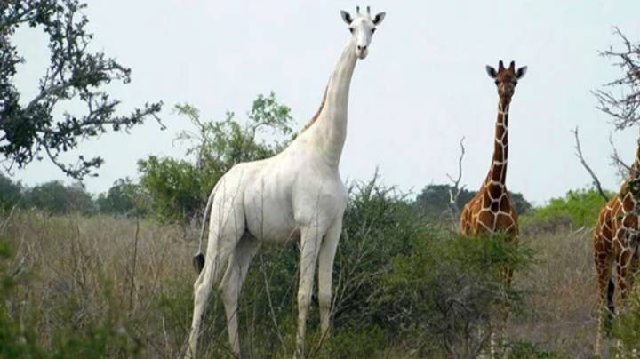 Poachers Kill Two Extremely Rare White Giraffes In Kenya