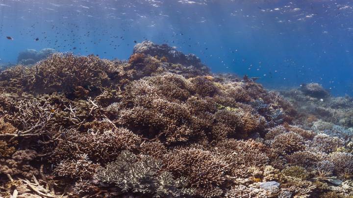 Great Barrier Reef Authority Stands Up to the Australian Government On Climate Change