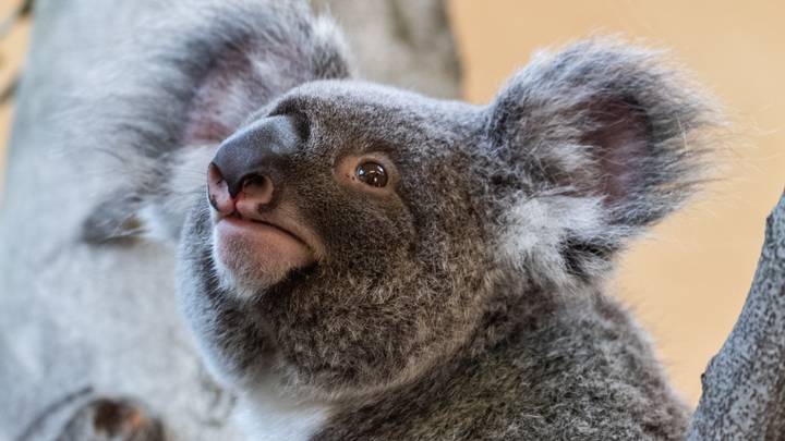 Hundreds Of Koalas Feared Burned Alive In NSW Bushfires