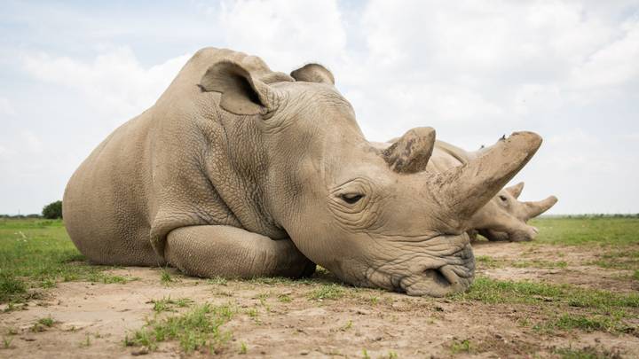 Devastated Woman Sits Next To White Rhino Killed For Her Horn