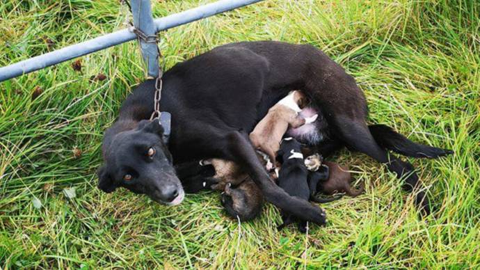 Dog Dumped And Chained To Gate With Six Newborn Puppies