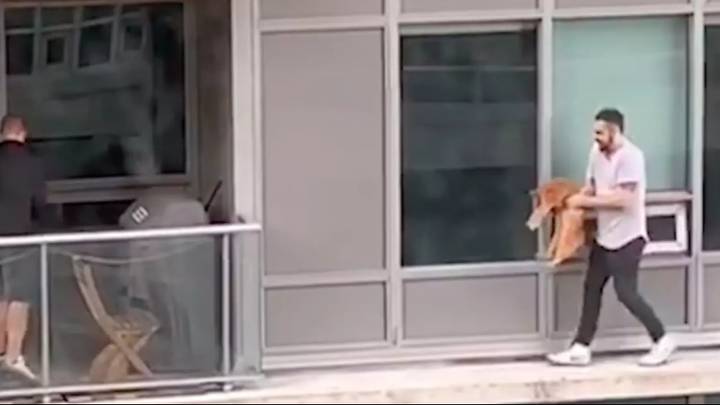 Man Risks Life And Scales Apartment To Rescue Cat From Balcony