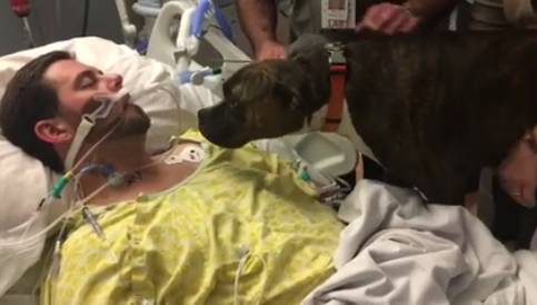 Heartbreaking Moment Dog Gets To 'Say Goodbye' To Dying Owner In Hospital