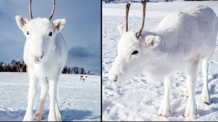 Rare White Reindeer Spotted In The Wild in Norway