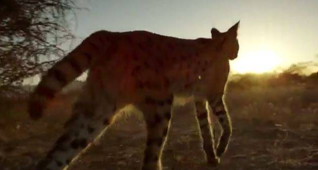 WATCH: New Extended Trailer For Planet Earth 2