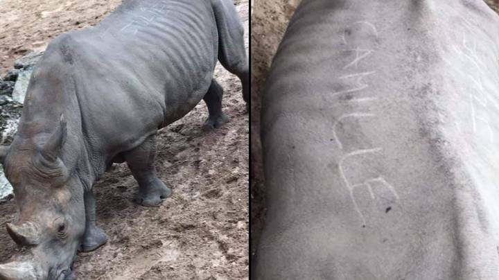 Visitors To French Zoo Carve Their Names Into The Back Of A Rhino