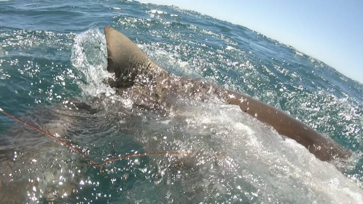 Video Captures Shark Almost Biting Teen's Hand Off While Spearfishing