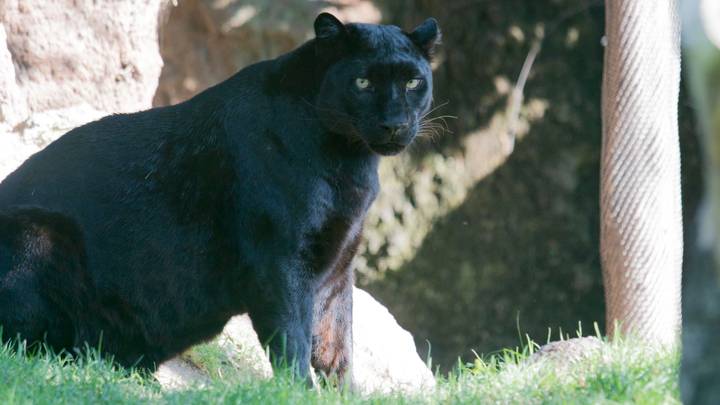 Gloucestershire Police Investigating Sighting Of A Black Panther
