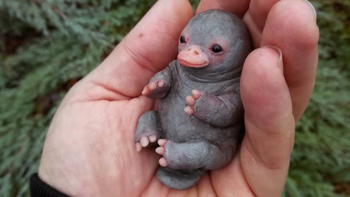 Viral Picture Of 'Baby Platypus' Isn't Actually A Baby Platypus 
