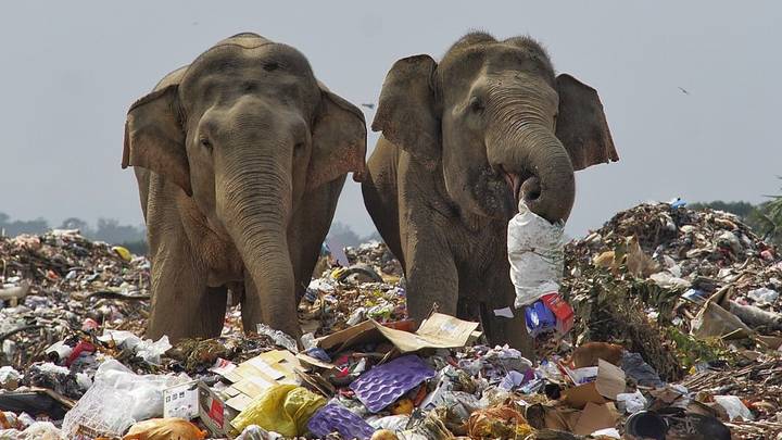Herd Of Elephants Seen Foraging In Rubbish Dump For Food - LADbible