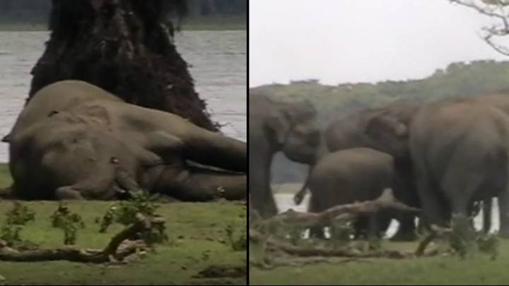Heartbreaking Moment Herd Of Elephants Pays Last Respects To Dead Leader