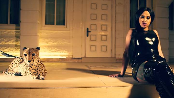 Video Footage Emerges Of Cardi B Nearly Attacked By Cheetah In Music Video